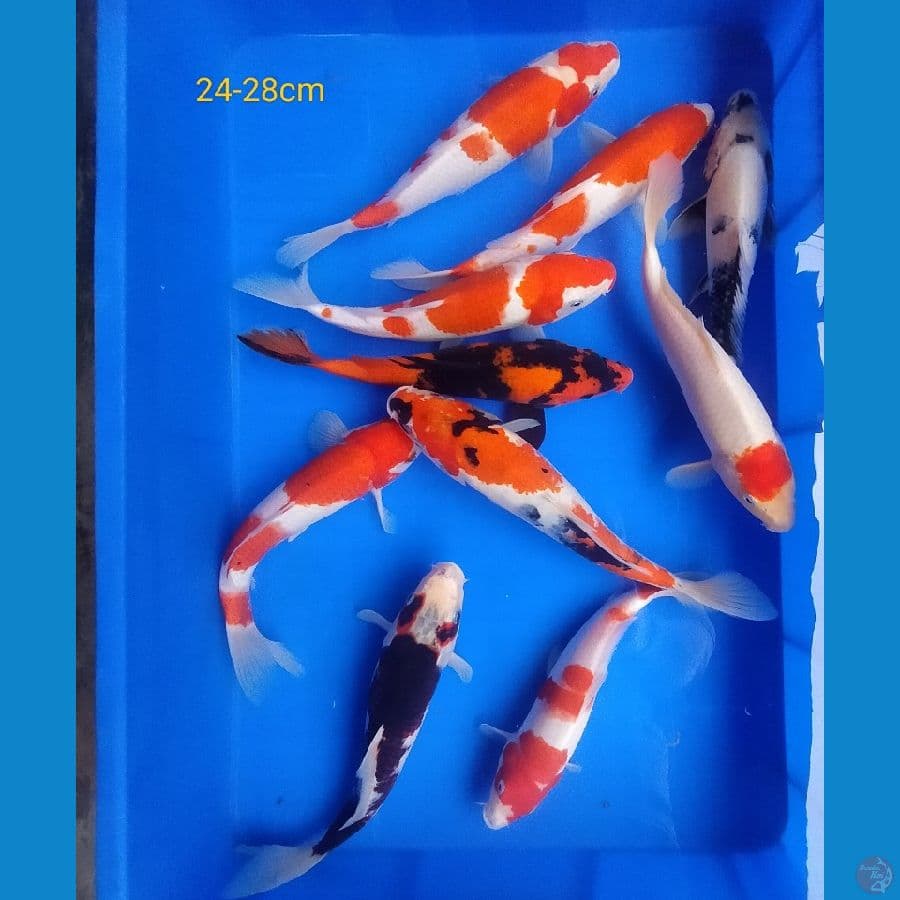 mix koi