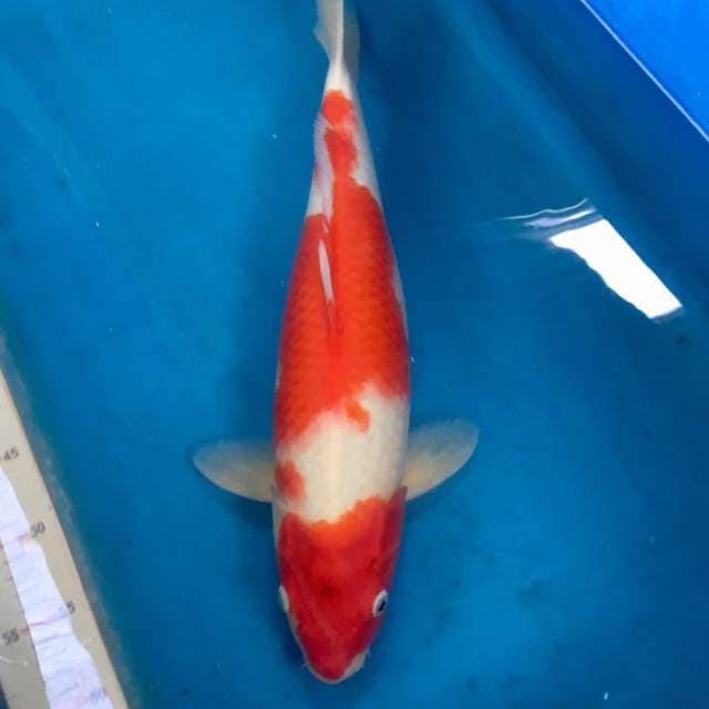 Ogata kohaku female