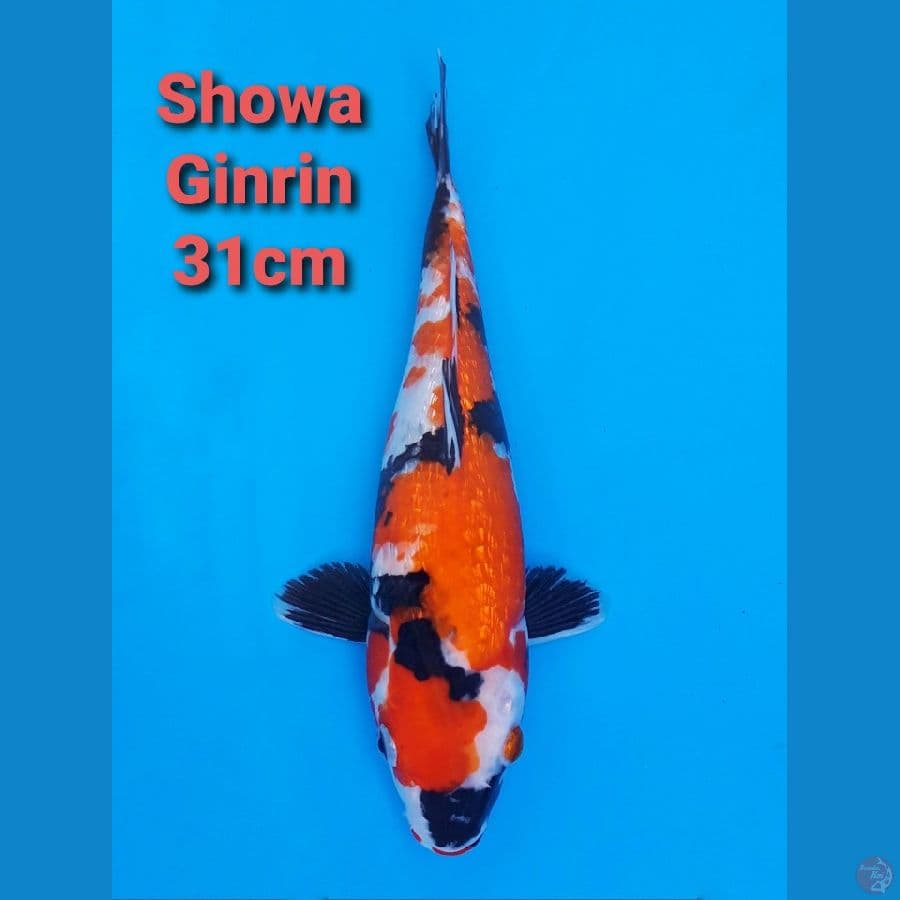 SHOWA GINRIN 30CM