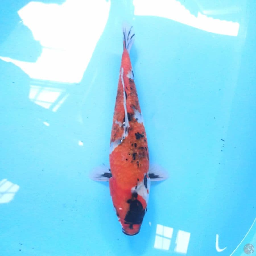 SHOWA 32 cm