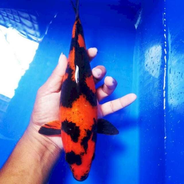 Hi utsuri prospek 25cm