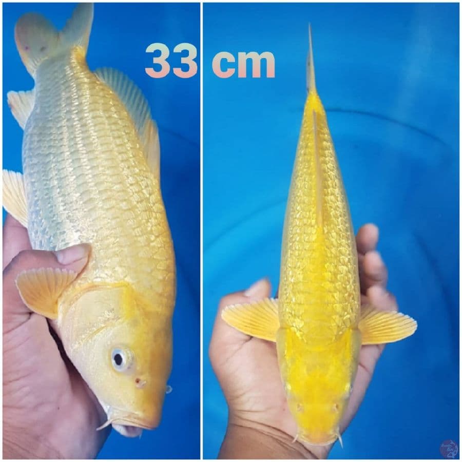 karasi 33 cm