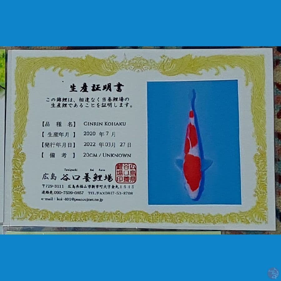 Koi Import Jepang Kohaku 29cm (Sertifikat Taniguchi) SQ