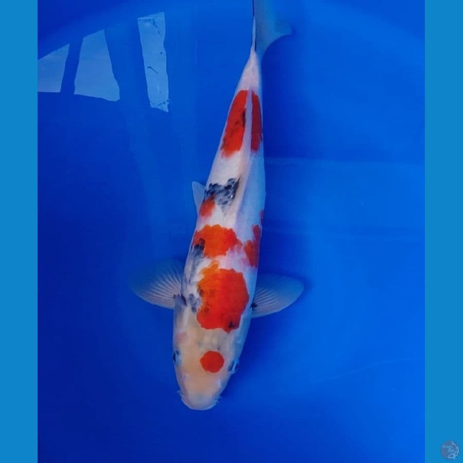 Koi Import Jepang Showa 40cm (Sertifikat Tanaka) SQ
