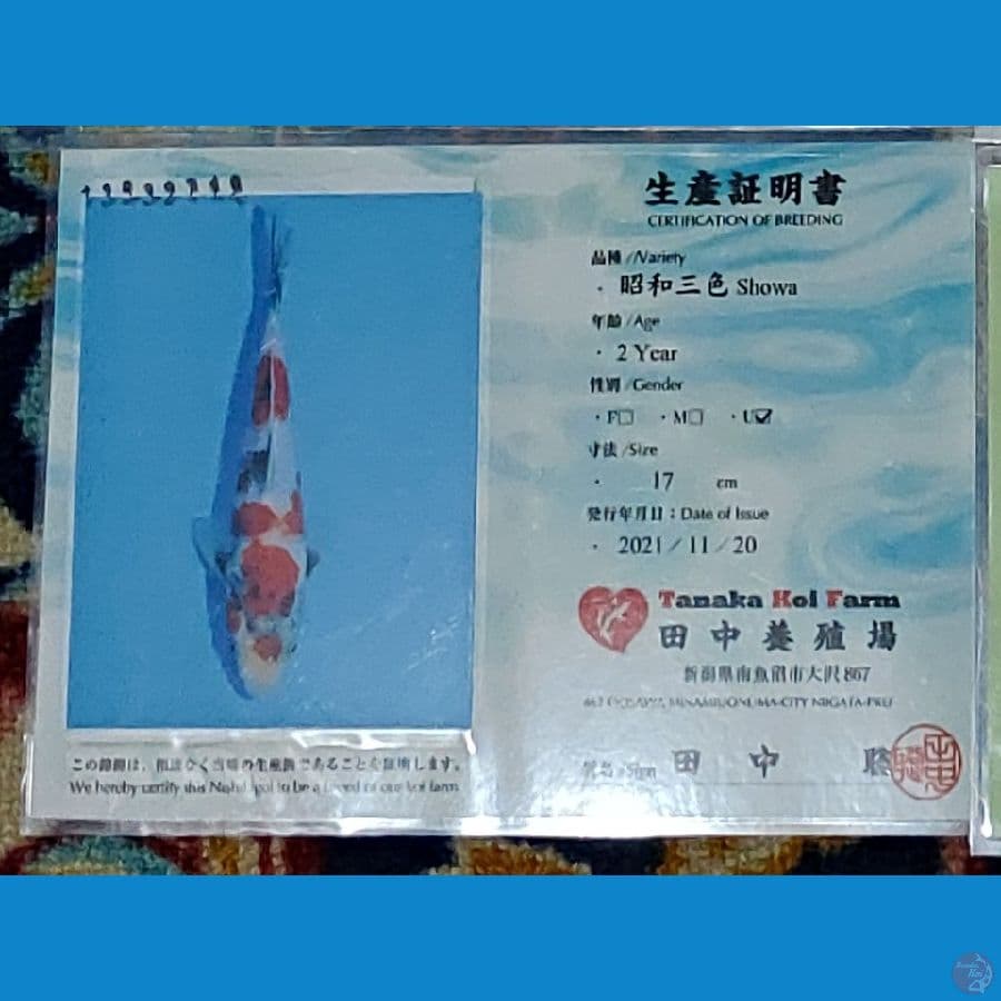 Koi Import Jepang Showa 40cm (Sertifikat Tanaka) SQ