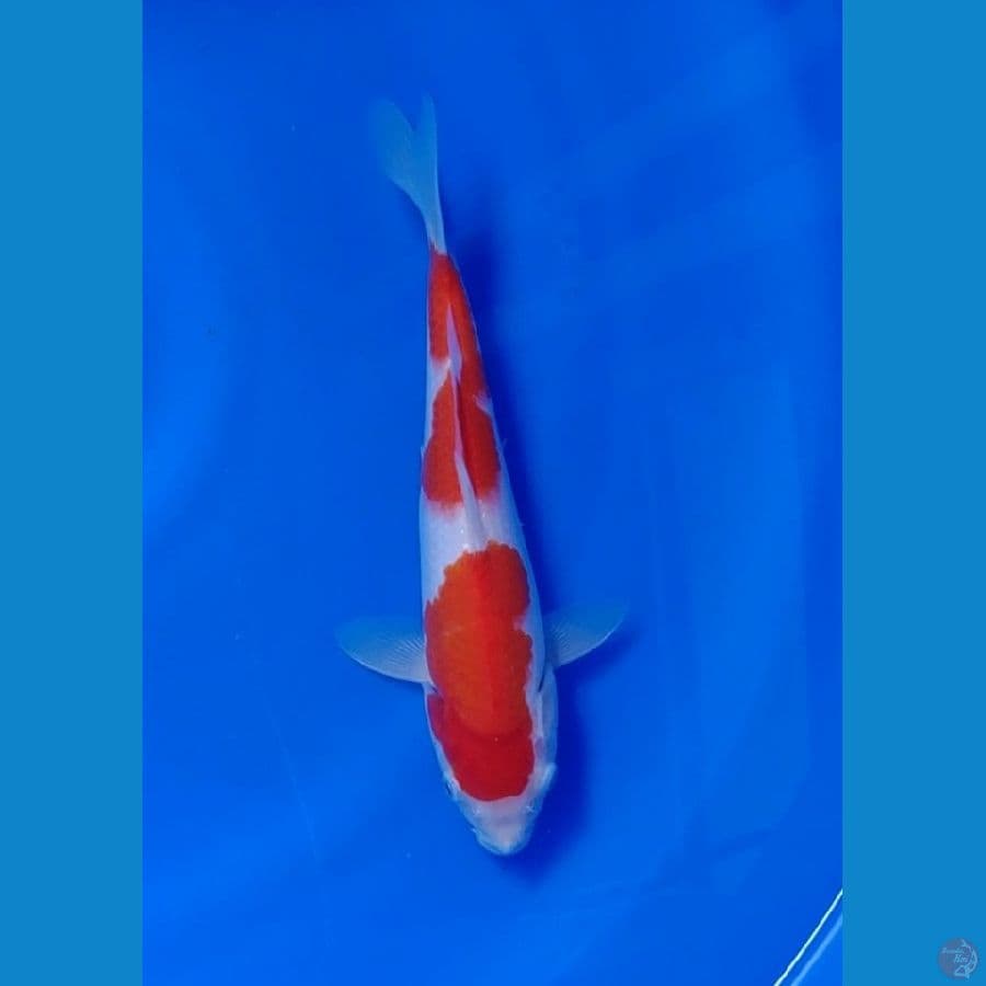 Koi Import Jepang Kohaku 25cm (Sertifikat Hoshikin) SQ