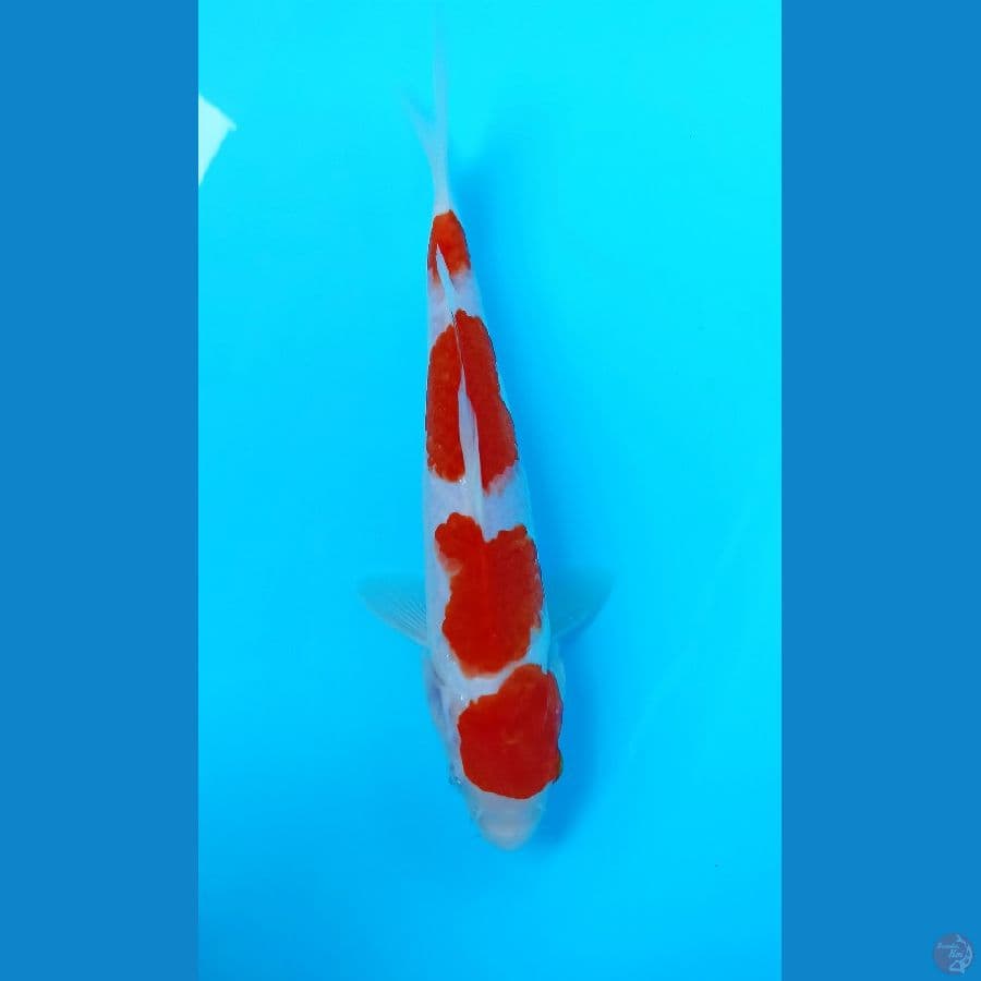 kohaku 23cm