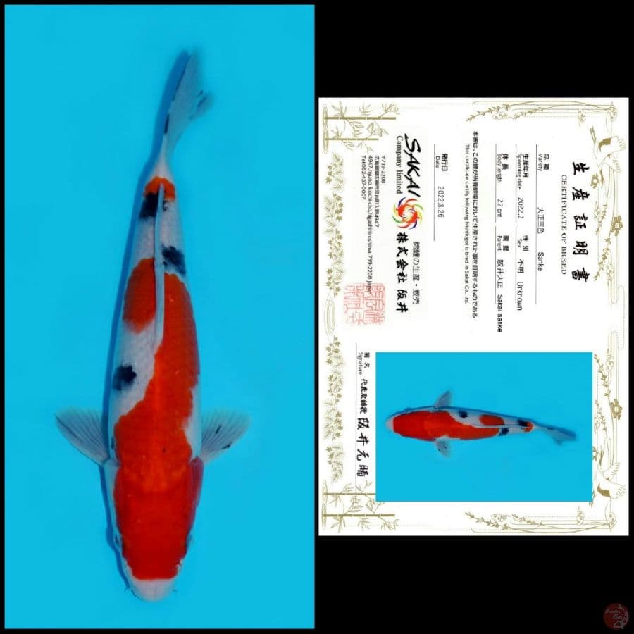 1. SANKE SAKAI, 22CM , MALE