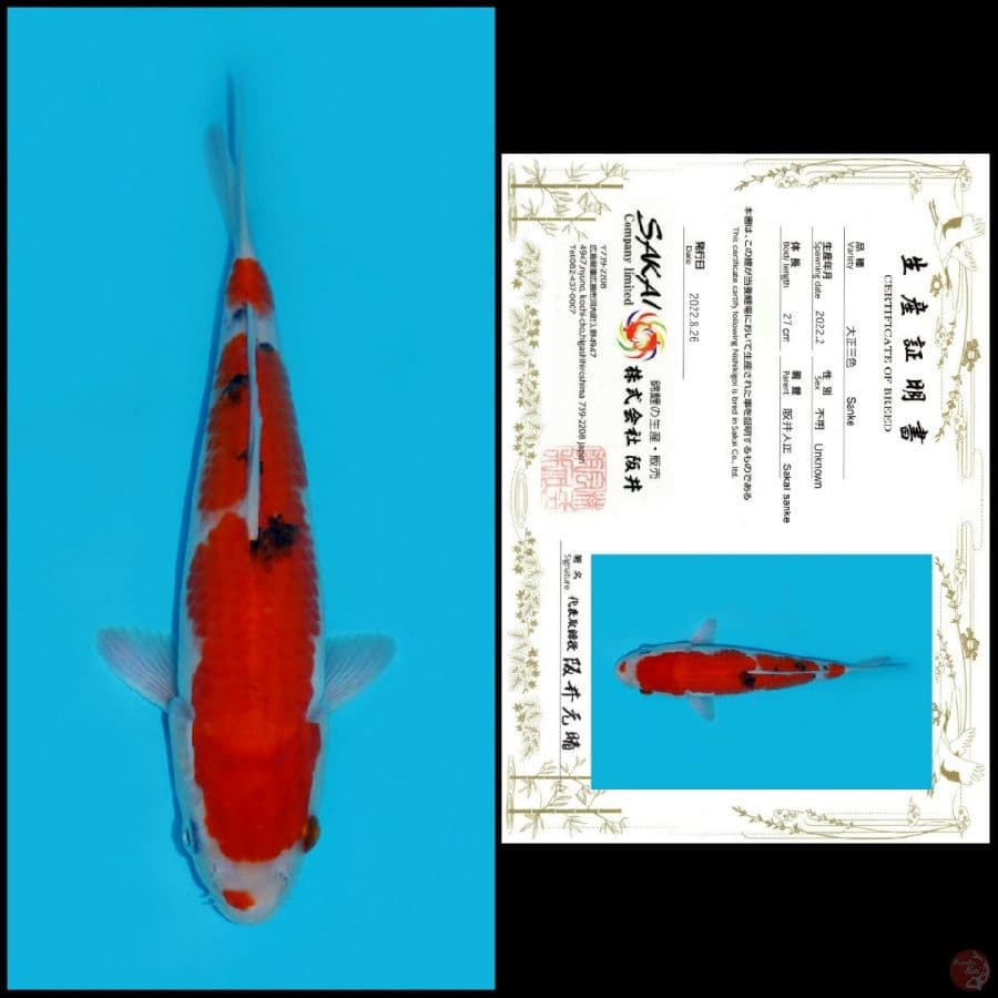 2. SANKE SAKAI, 27CM , MALE