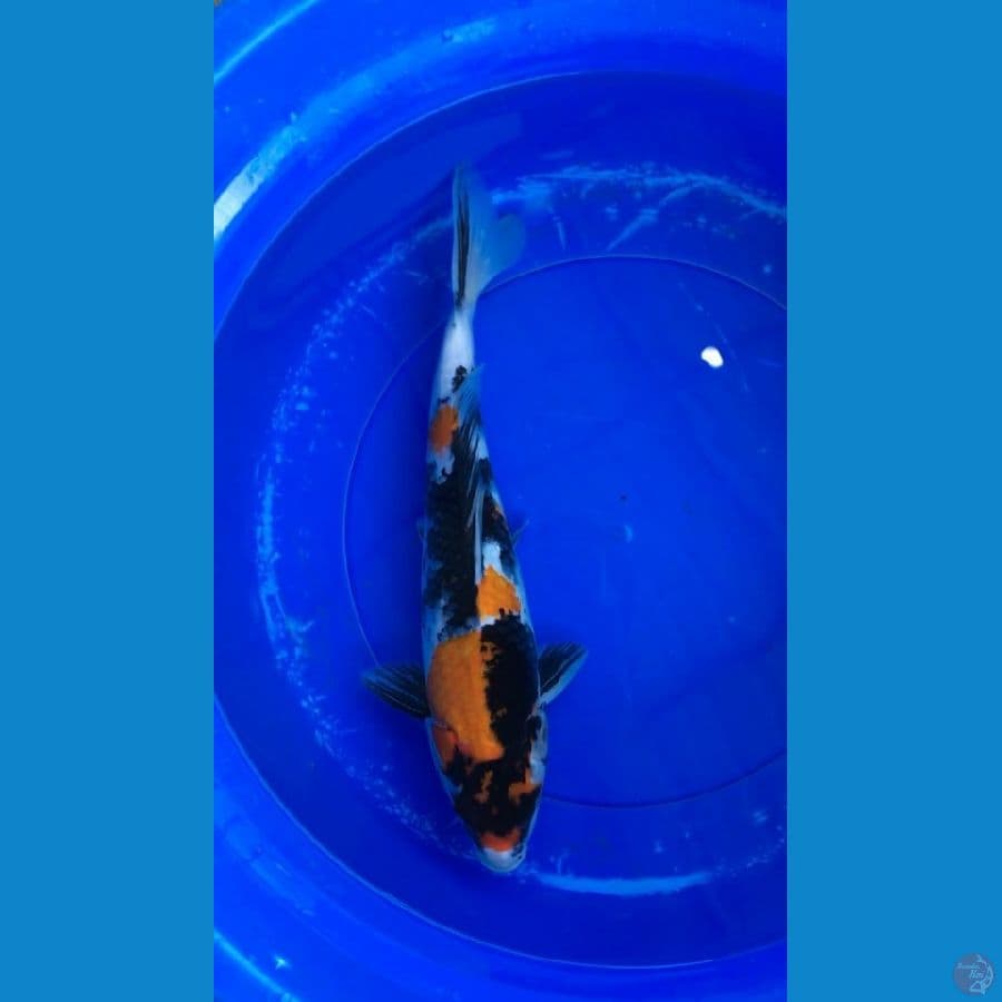 ki showa bulki 39 cm