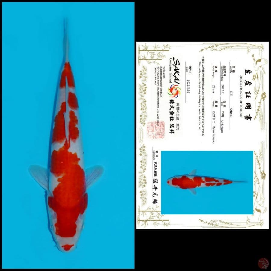 6. KOHAKU SAKAI, 26CM , MALE