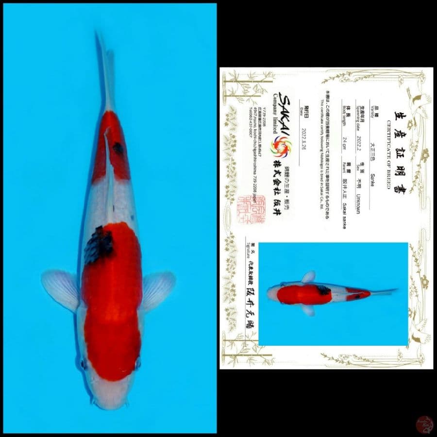 7. SANKE SAKAI, 24CM , MALE