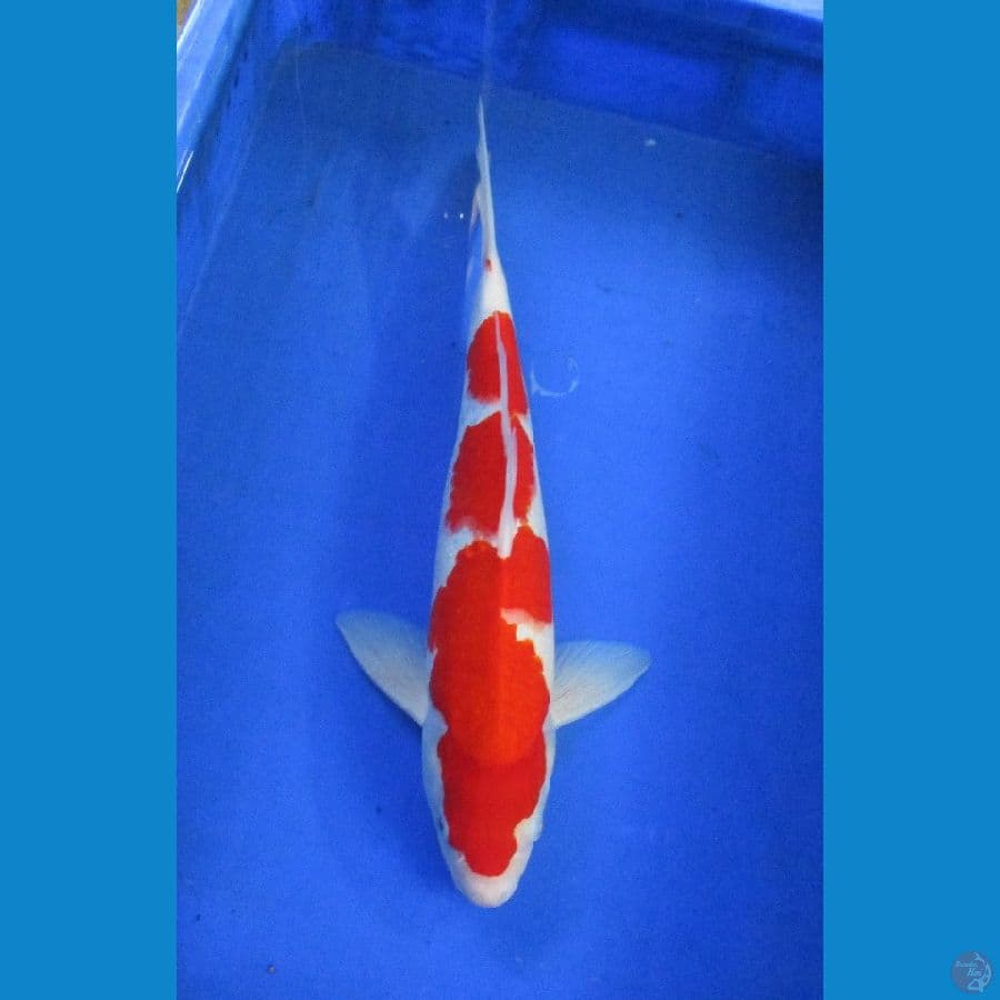 kohaku ±37cm