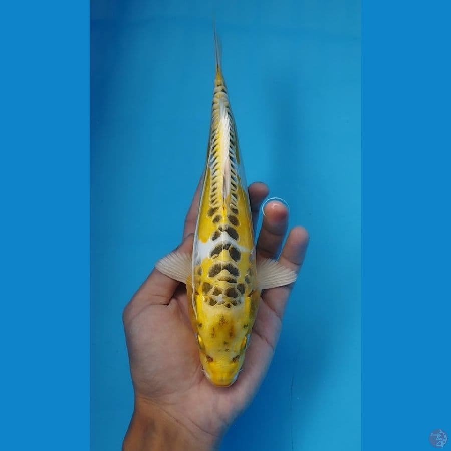 Kin Kikkokuryu
