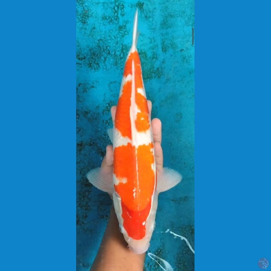 kohaku