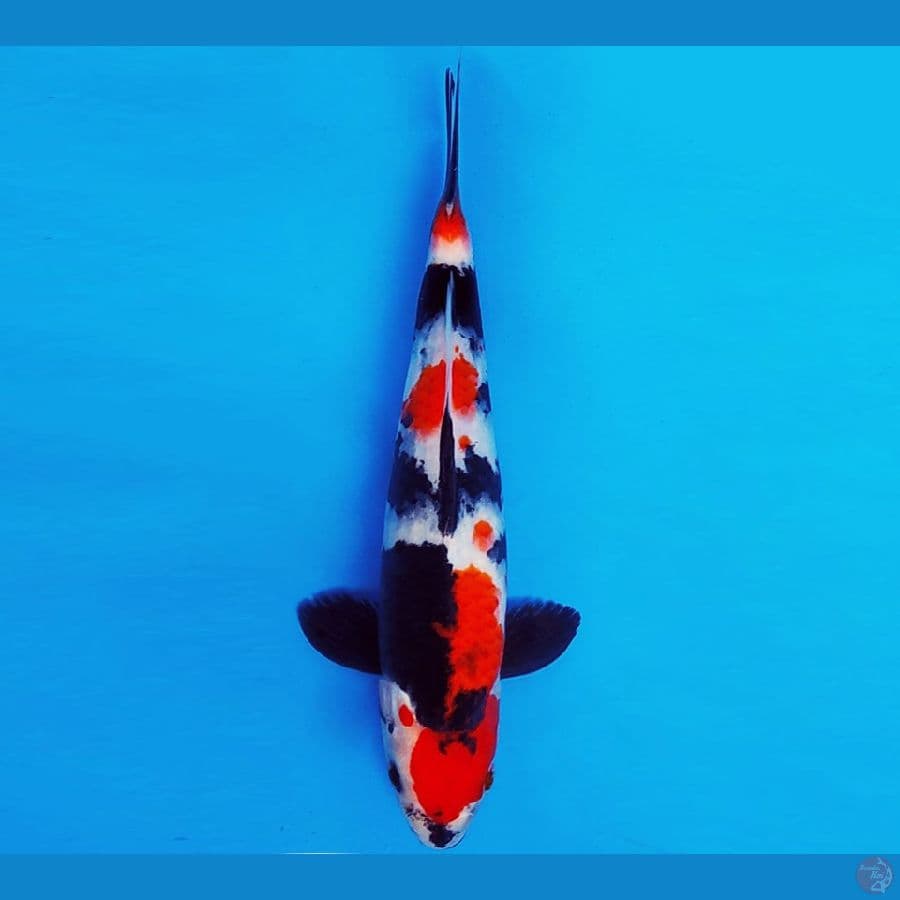 KIRIN 1 - SHOWA EVO 28 cm/male ®
