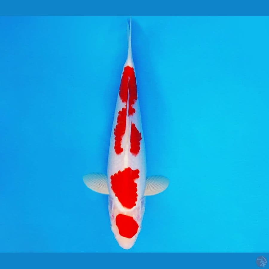 KIRIN 3 - MARUTEN KOHAKU 26 cm/male ®