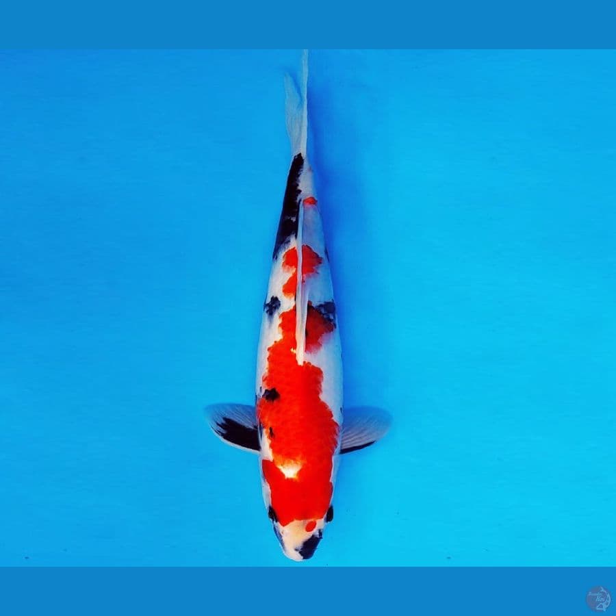 KIRIN 4 - SHOWA EVO 29 cm/male ®