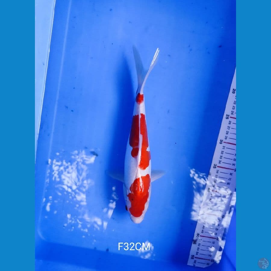 doitsu kohaku Female 32cm