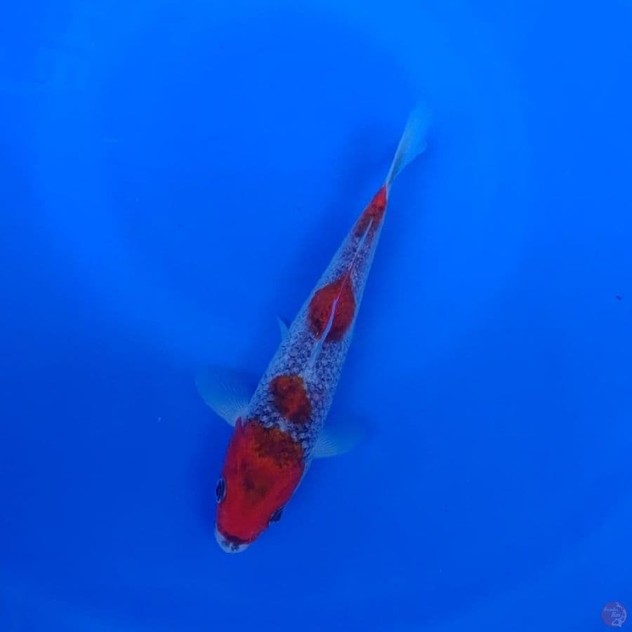 Koi Import Jepang Goshiki 20cm (Sertifikat Kanno) Show Quality