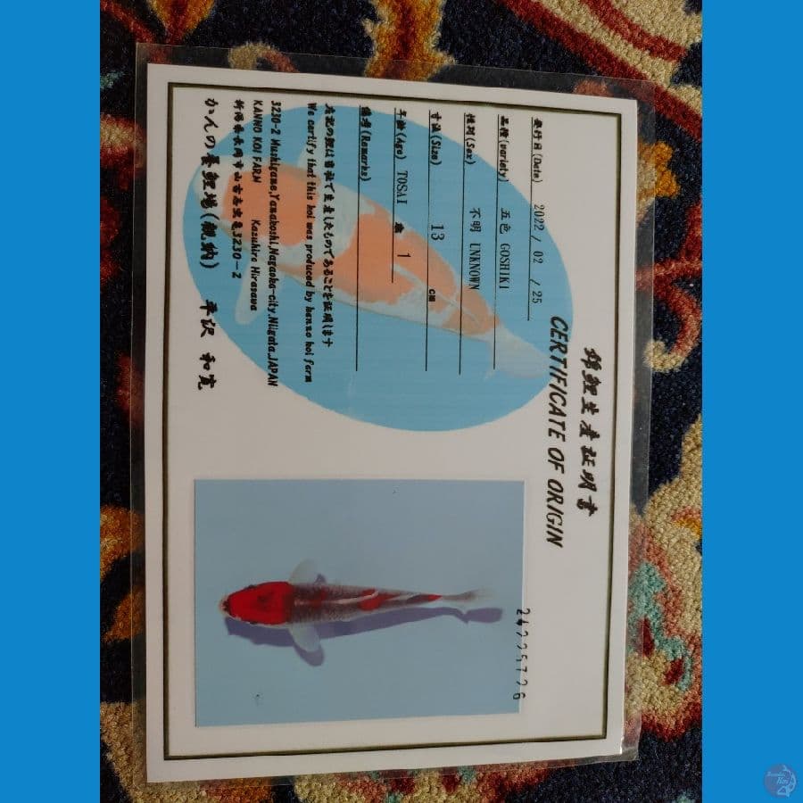 Koi Import Jepang Goshiki 20cm (Sertifikat Kanno) Show Quality