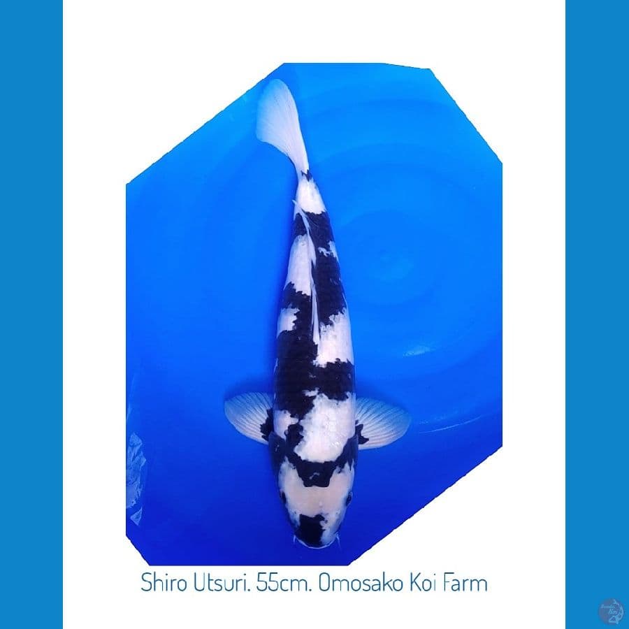 Koi Import Jepang Shiro Utsuri 55cm (Sertifikat Omosako) SQ