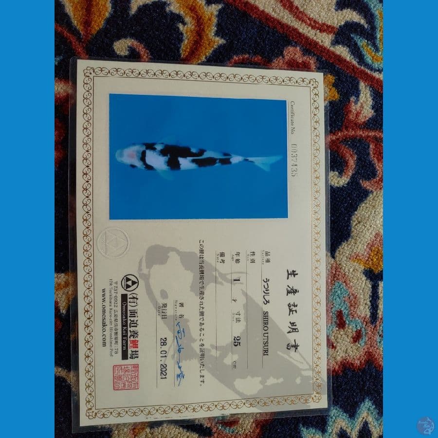Koi Import Jepang Shiro Utsuri 55cm (Sertifikat Omosako) SQ