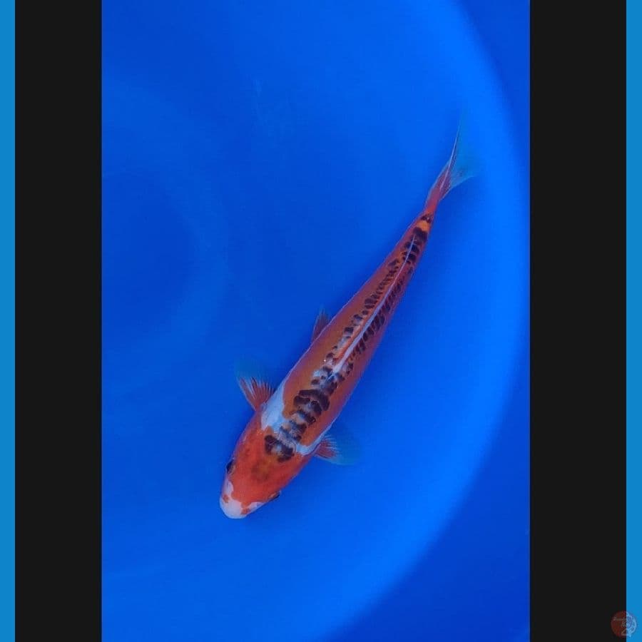 Koi Import Jepang Shusui 30cm (Sertifikat Yamaju)