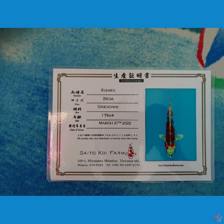 Koi Import Jepang Gin Matsuba (Saito) 25cm (Sertifikat Saito)
