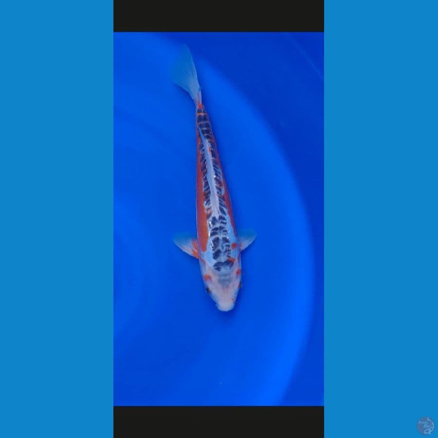 Koi Import Jepang Shusui 30cm (Sertifikat Yamaju)