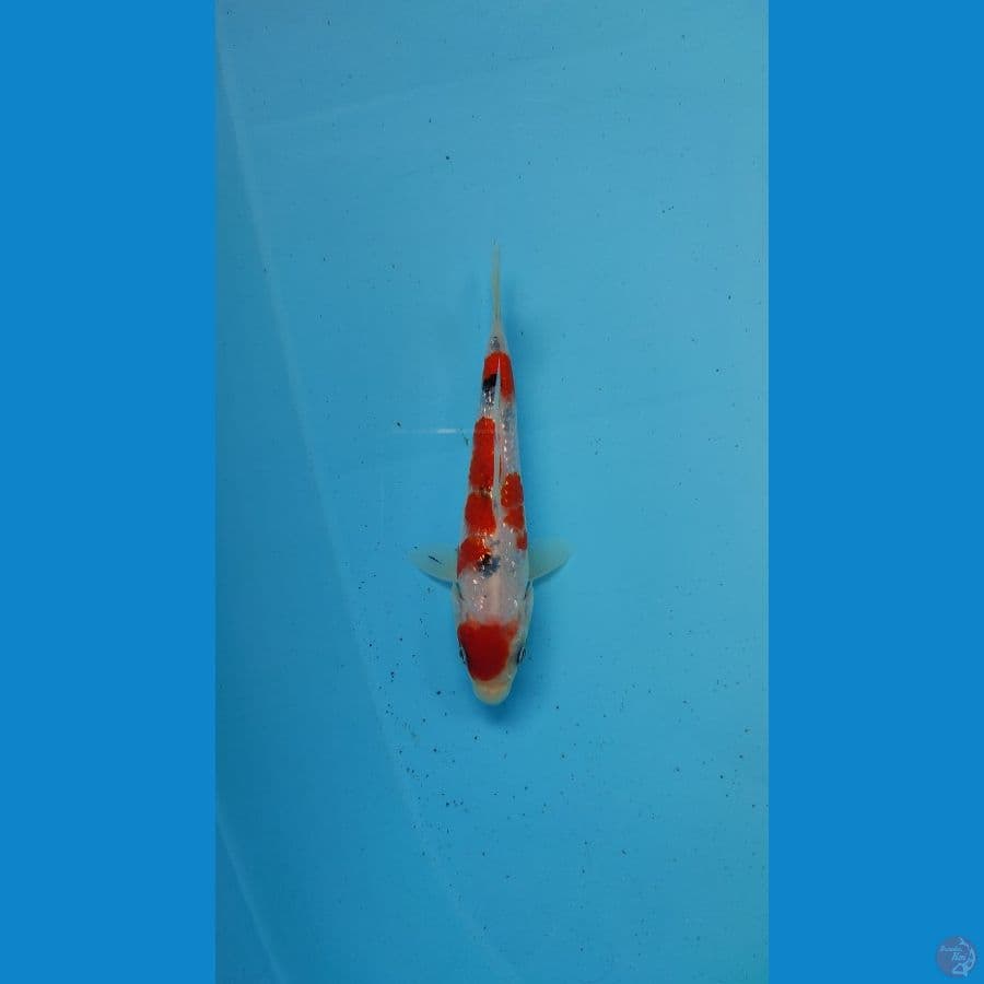 sanke pearl ginrin 14 cm