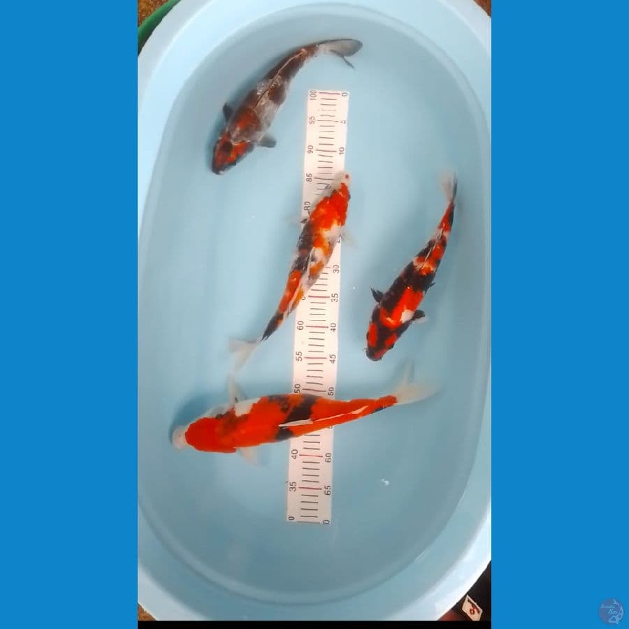 showa 32 41cm
