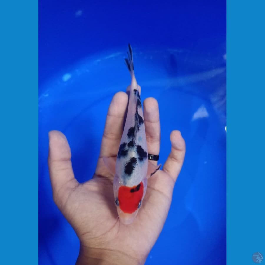 Tancho Sanke 19cm