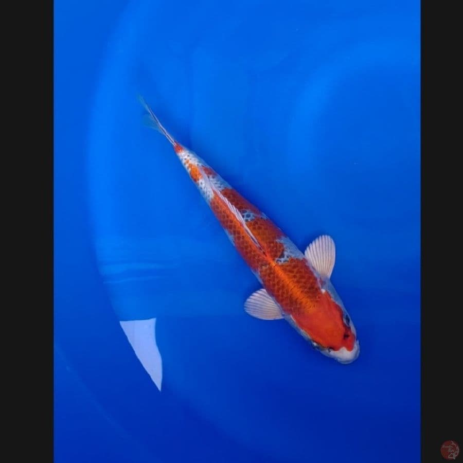Koi Import Jepang Kujaku 30cm (Sertifikat Saito) SQ