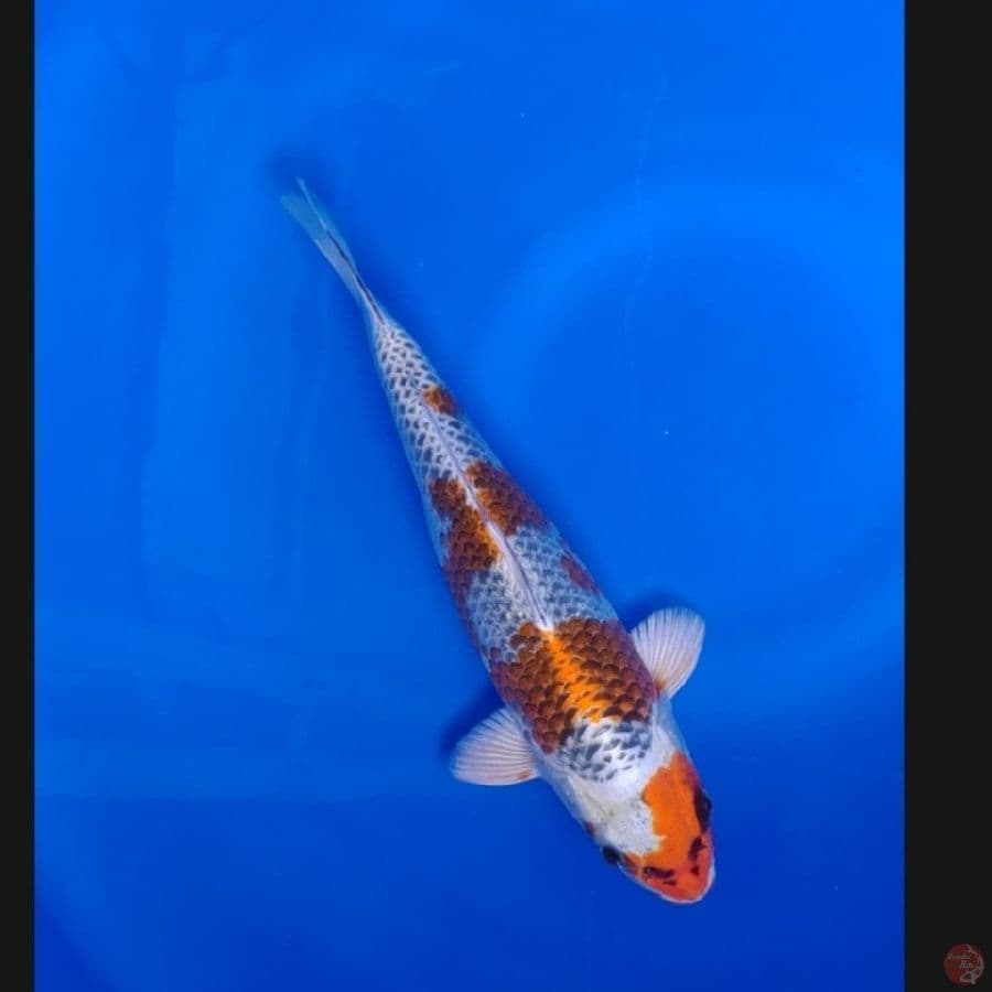 Koi Import Jepang Kujaku 28cm (Sertifikat Saito) SQ