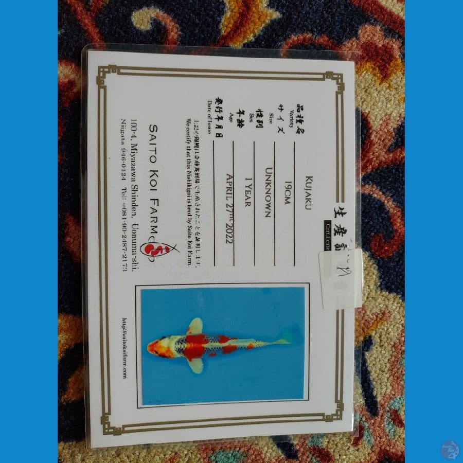 Koi Import Jepang Kujaku 28cm (Sertifikat Saito) SQ