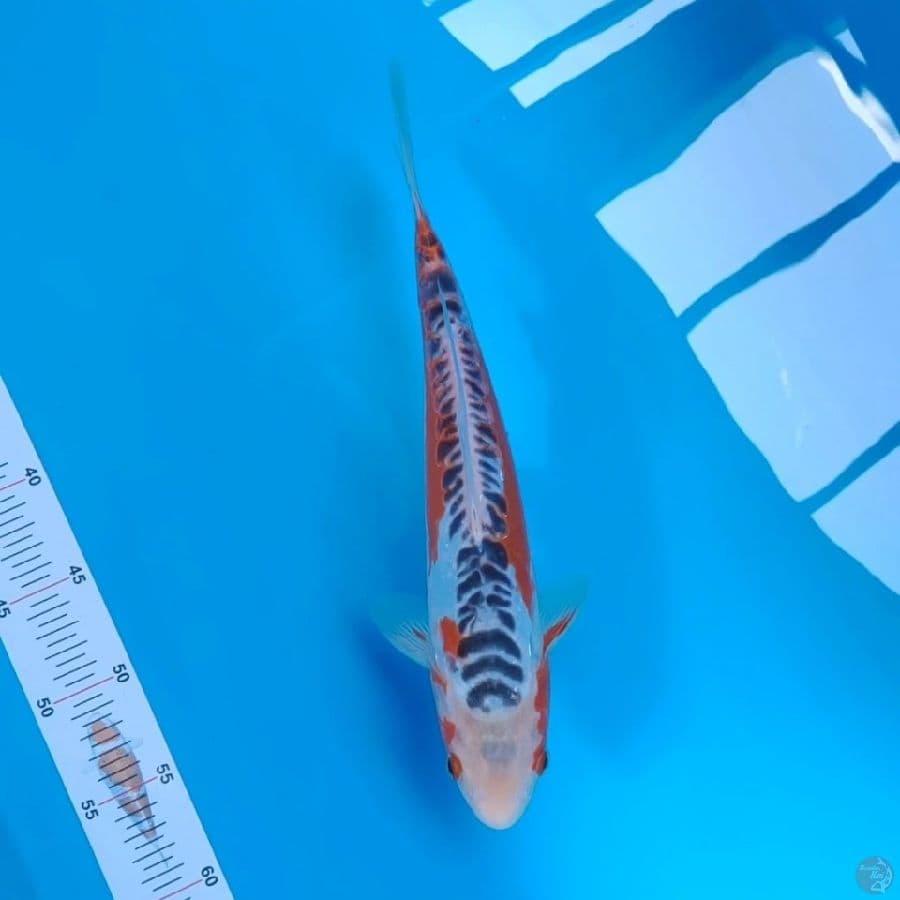 Koi Import Jepang Shusui 30cm (Sertifikat Yamaju) HQ