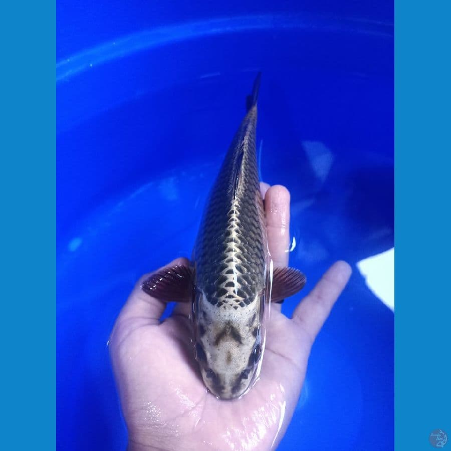 Mukasi 24cm