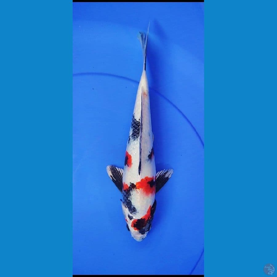 SHOWA HIKARI HQ 29 CM