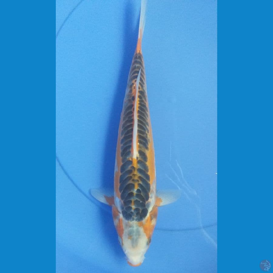 Shusui 32cm/Unknown