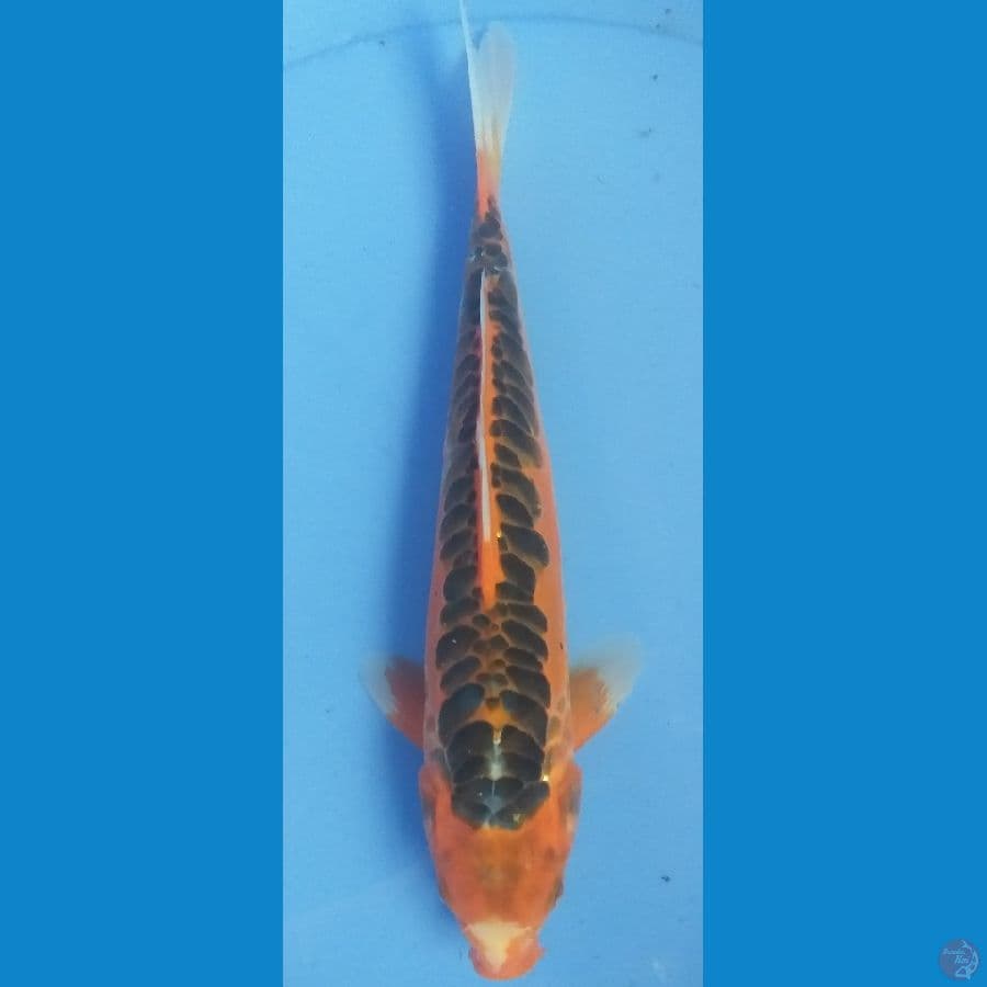 Shusui 26cm/Unknown