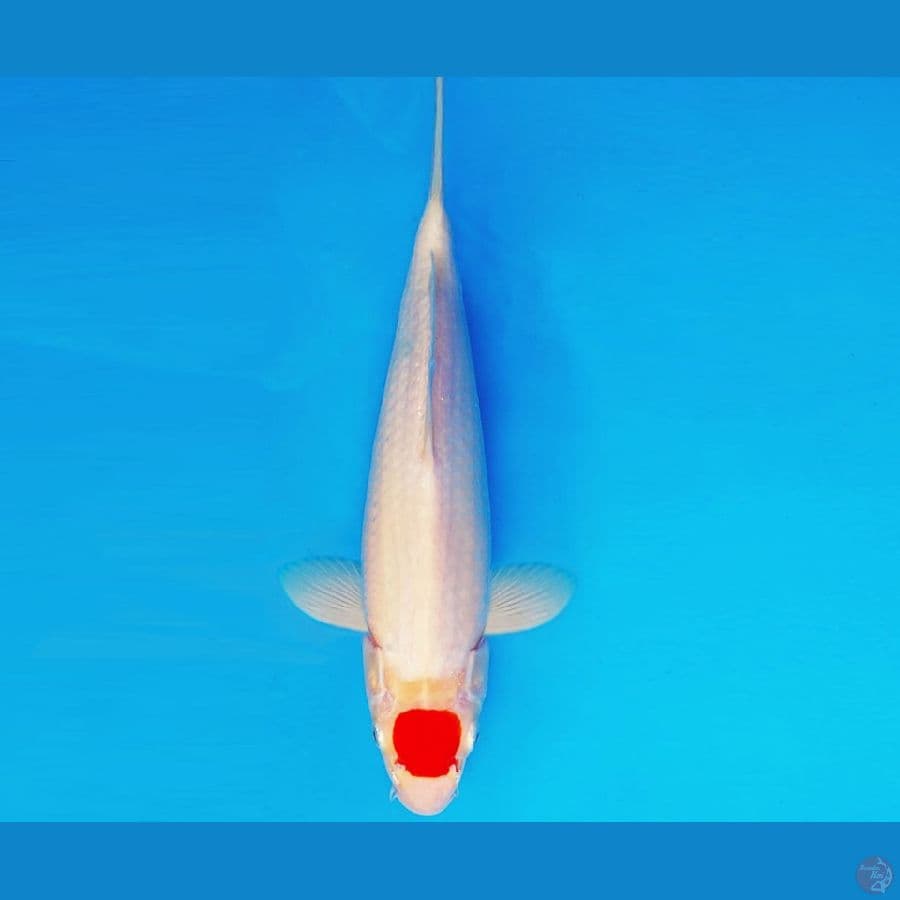 KIRIN 10 - TANCHO 30 cm/male ®