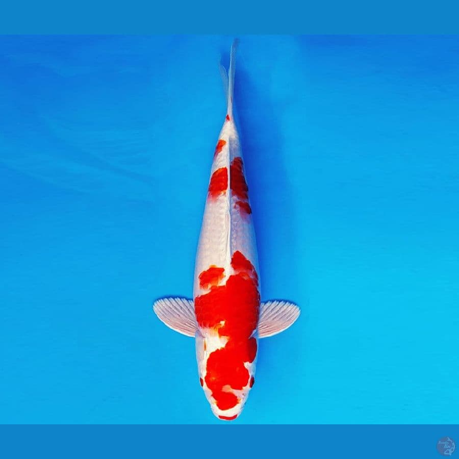KIRIN 12 - KOHAKU HIKARI 37 cm/fm ™