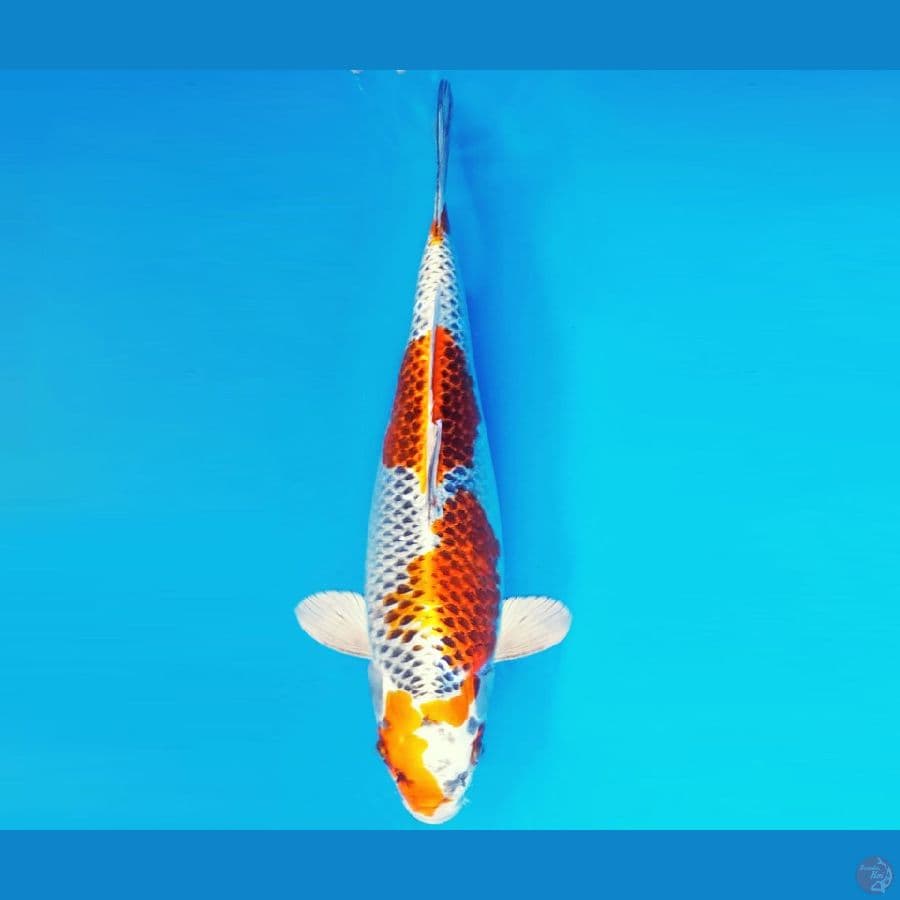 KIRIN 16 - KUJAKU 40 cm/fm ®