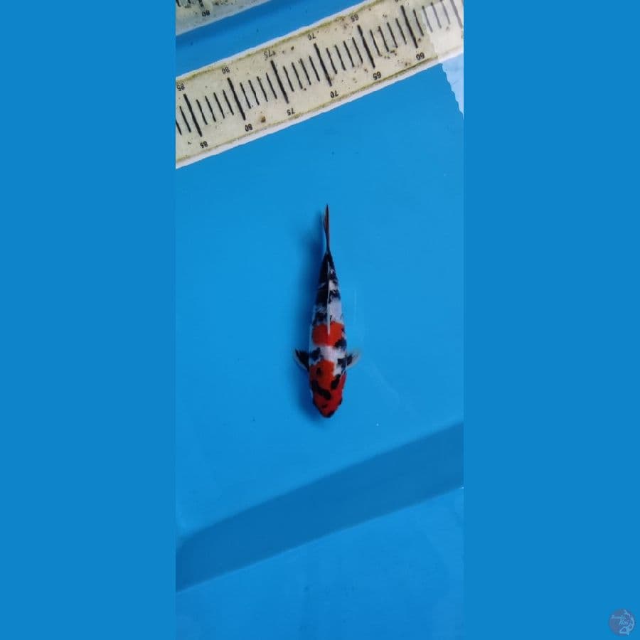 KINDAI SHOWA 22 CM JANTAN