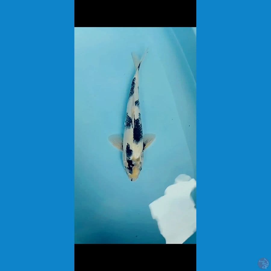 shiro 34 cm