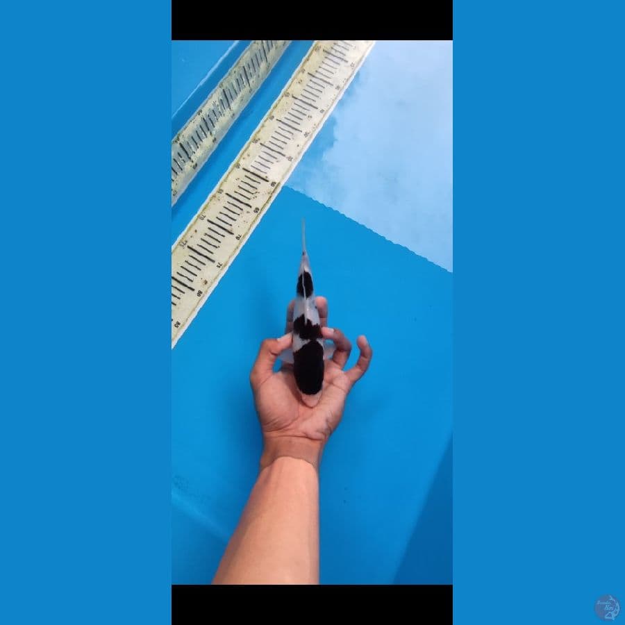 BUDO SQ 21 cm