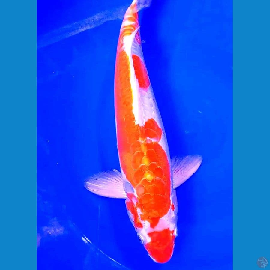 jumbo ki kushui 43 cm