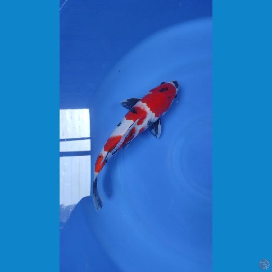 kindai showa male 30cm