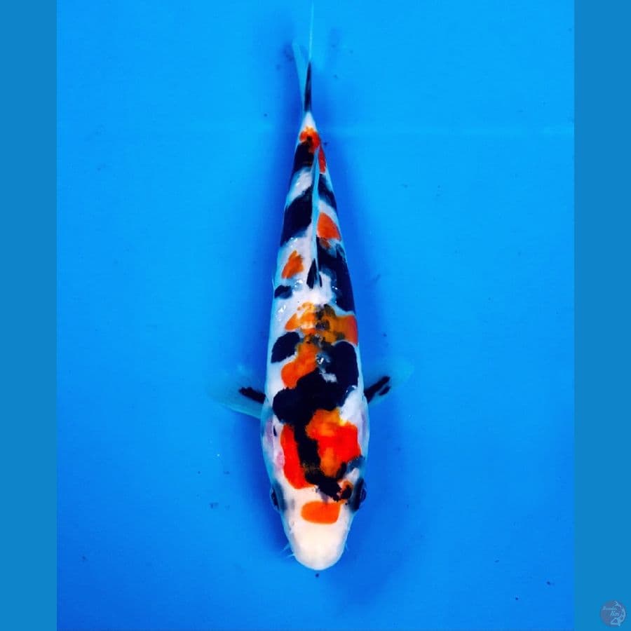 showa doitsu 15cm